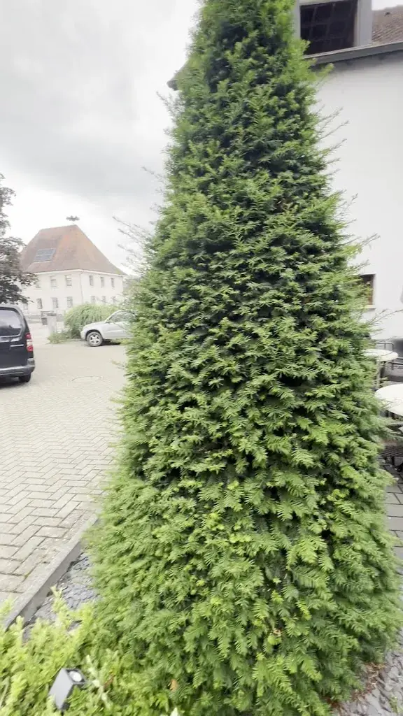 Restaurant Au Lion Rouge restaurante en Bartenheim