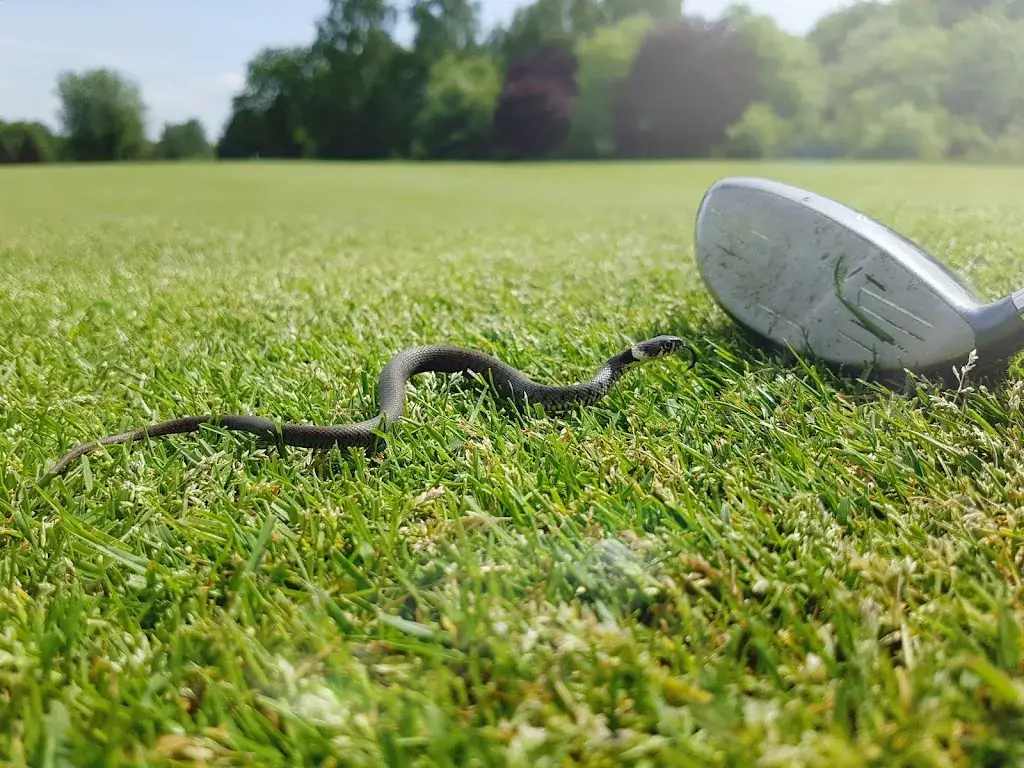 Torsten Hase_Golf de Bitche_Bitche_review