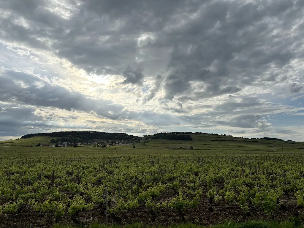 Roman Lomakin_Auberge des Vignes_Volnay_review