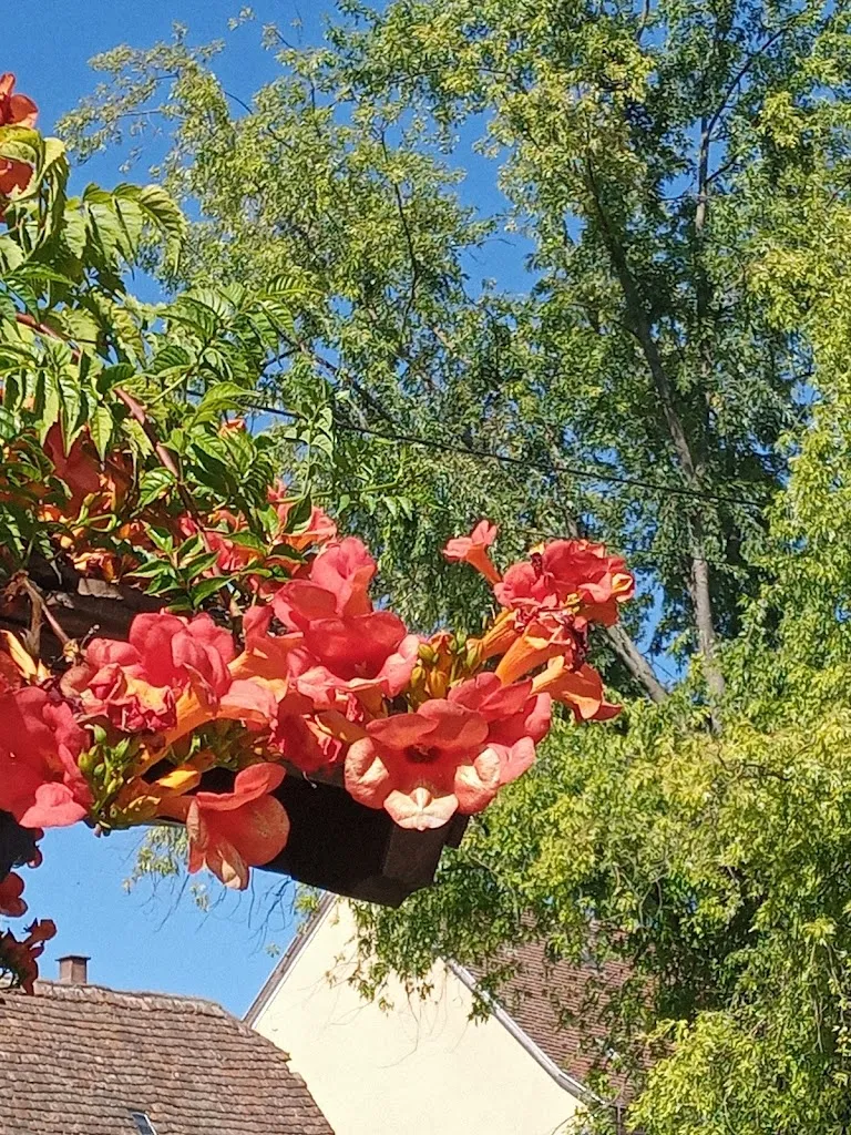 Alan Mitchell_Brasserie Meteor - Hochfelden_Hochfelden_review