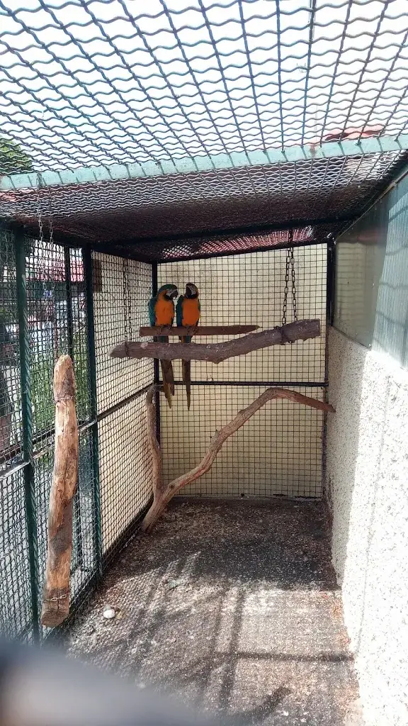 Andrea _La Cour Des Oiseaux_Gougenheim_review