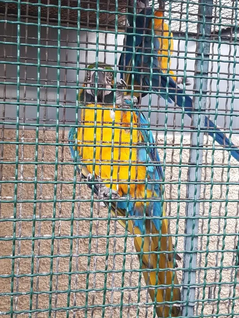 Kareen Burgun_La Cour Des Oiseaux_Gougenheim_review