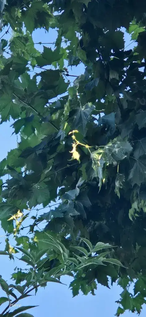 Pierre Westermann_Buvette Aux Sept Écluses_Plobsheim_review