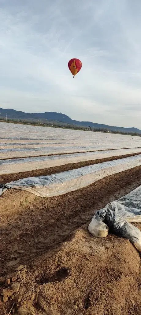 Alfa Arogant_Ferme Haenni_Raedersheim_review