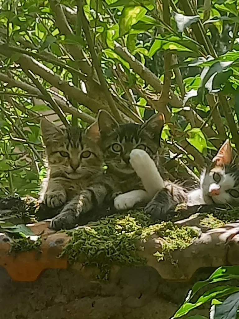 rabot Jean Pierre_Brasserie Du Cygne - 55 SAINT-MIHIEL_Saint-Mihiel_avis