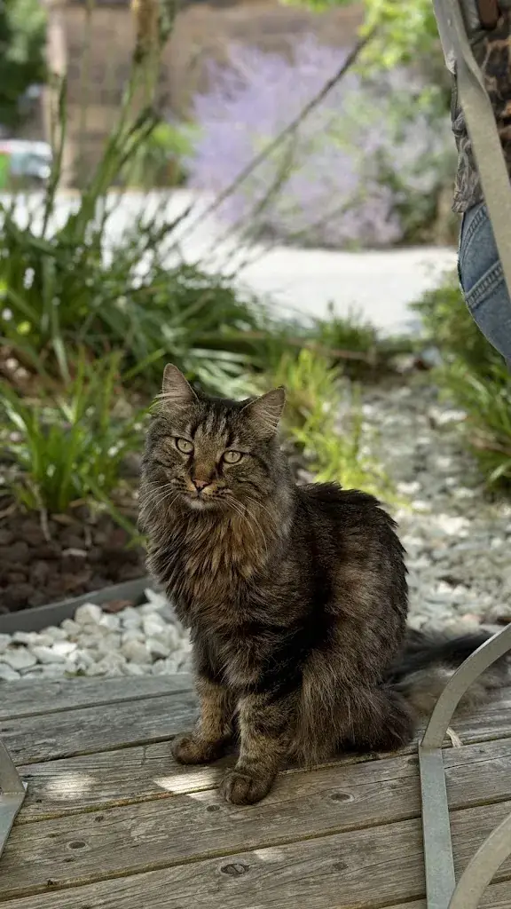 Chengzhi Wu_L'AVANT -SCENE restaurant Soultz-haut-rhin_Soultz-Haut-Rhin_review