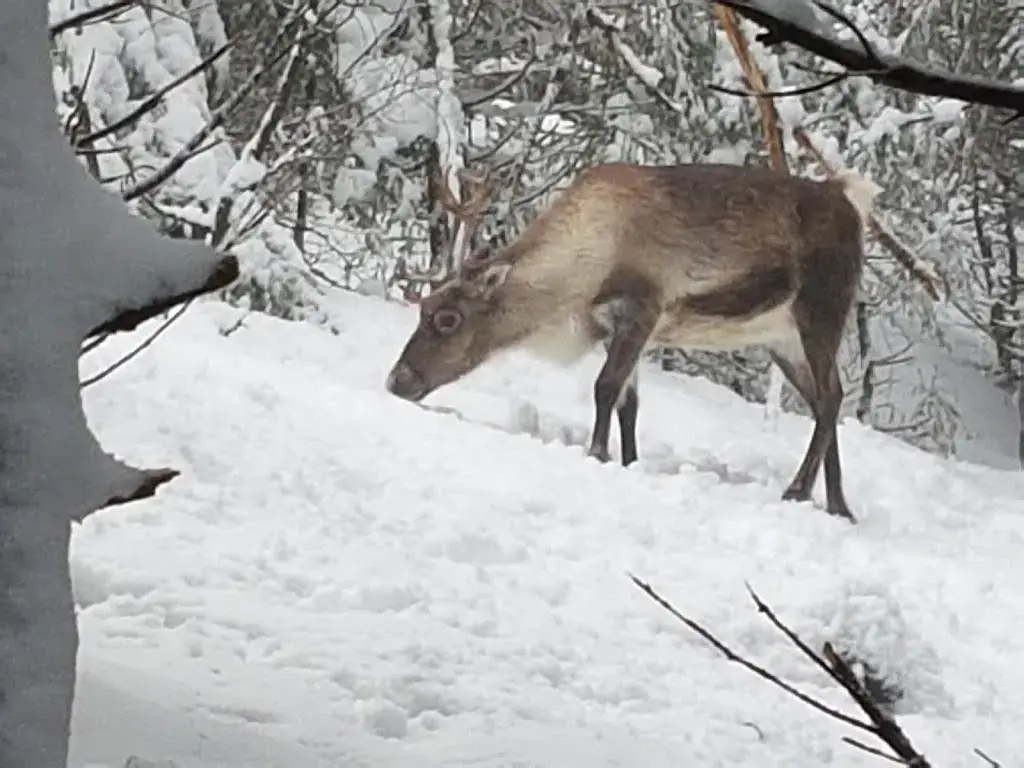 Mark Caprioli_Auberge du Schantzwasen_Stosswihr_recensione