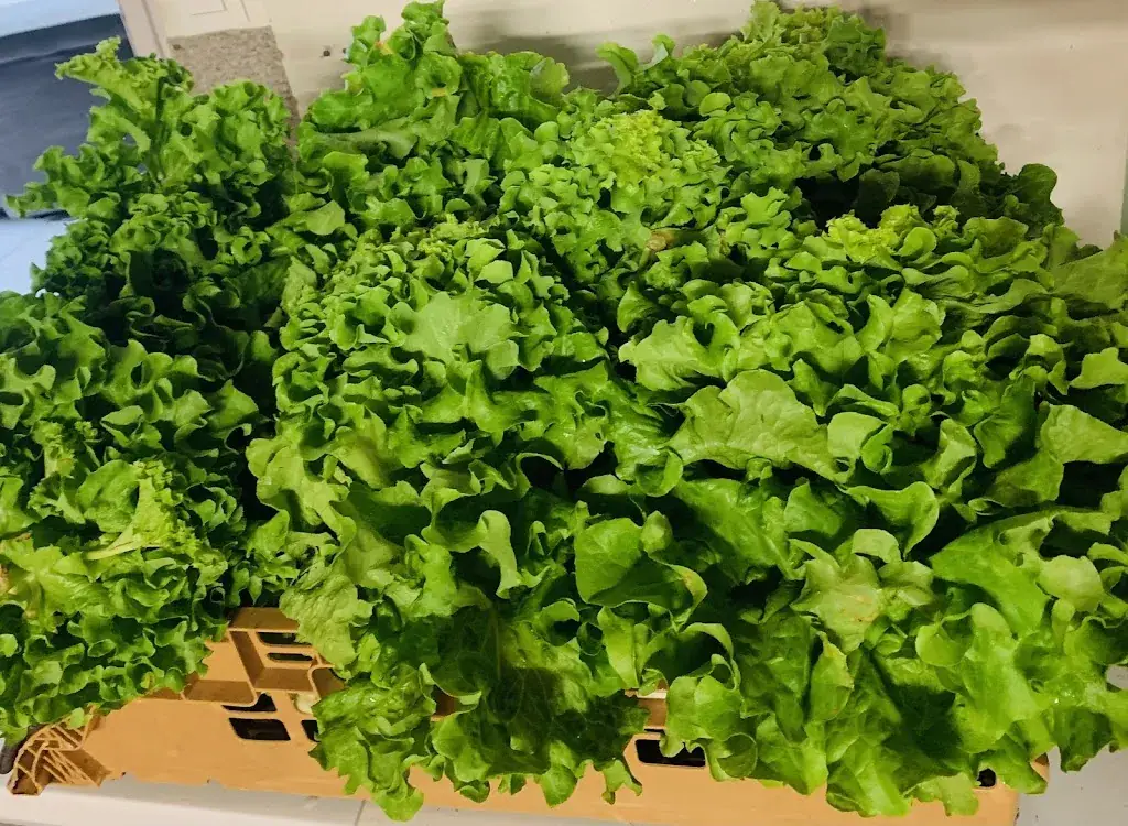 Menu_Friterie stenaisienne_Stenay_image_5