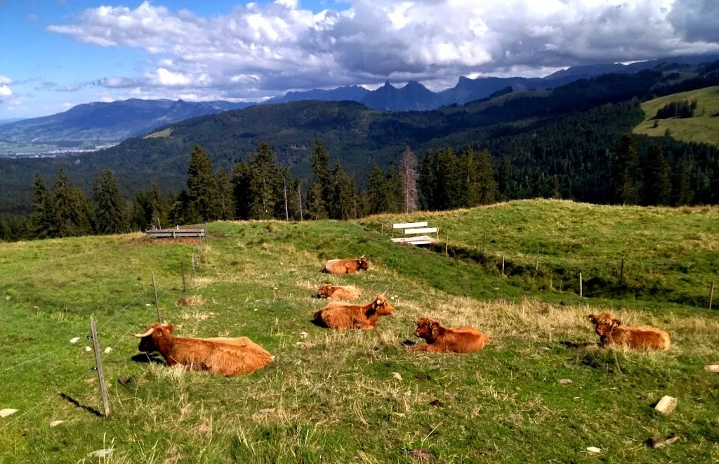 Yahana Aparicio_La Goille aux Cerfs_Semsales_review