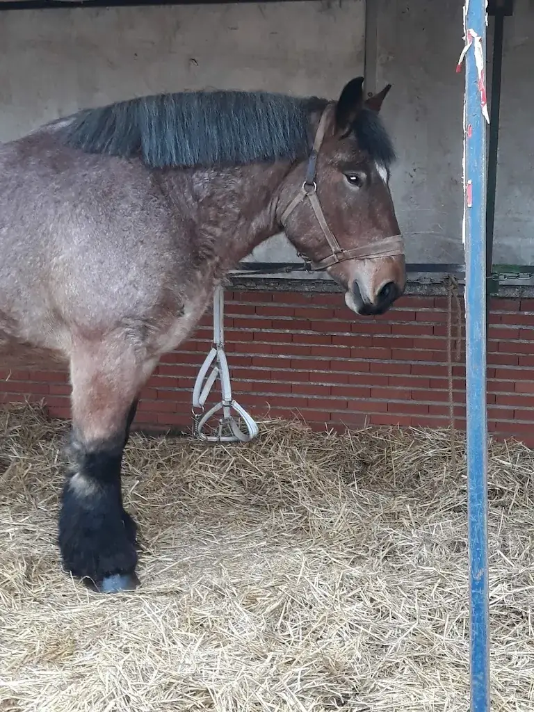 Café du Commerce - Senecal Cagnard Francine_Quesnoy-sur-Airaines_slider_image_1