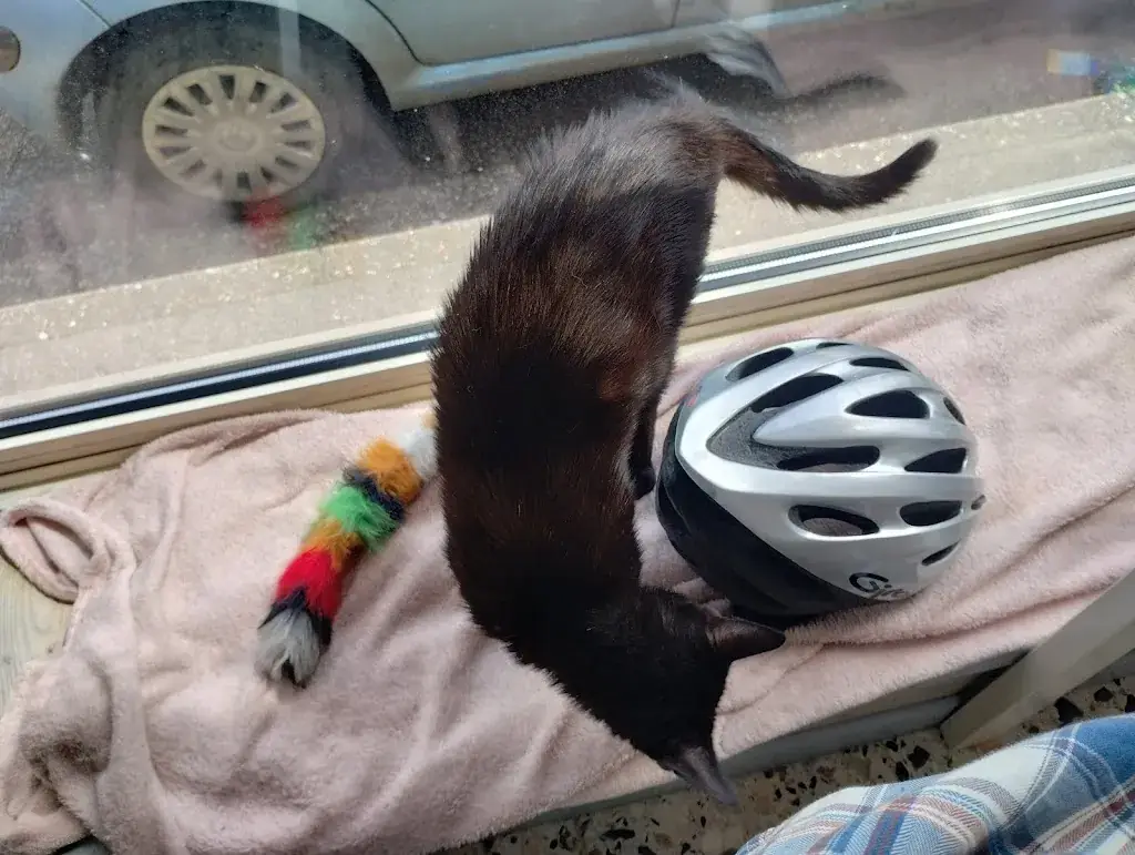 Sven Rufus_Le Henri Cat_Arques-la-Bataille_avis