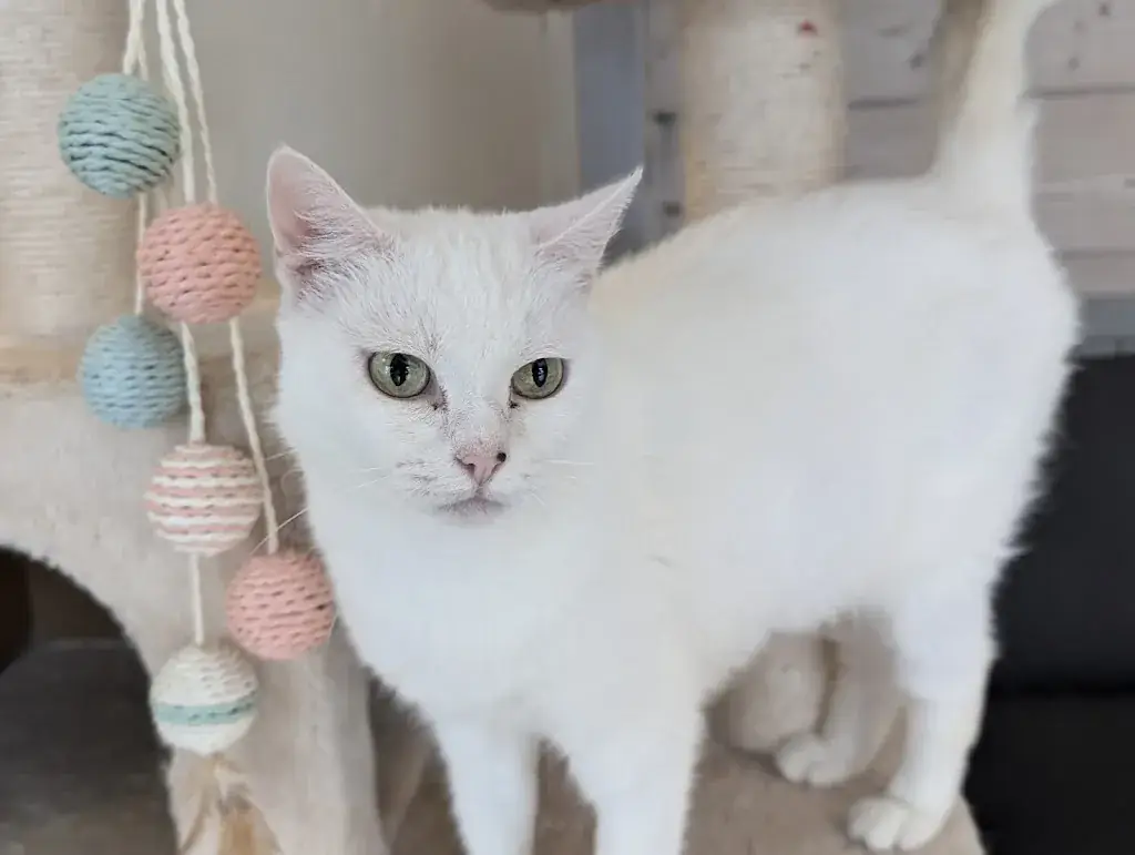 Stuart Reid_Le Henri Cat_Arques-la-Bataille_avis