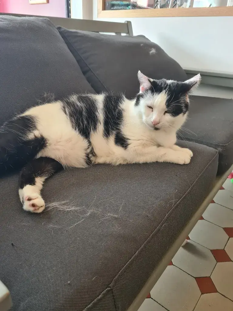 Nadine Meyer_Le Henri Cat_Arques-la-Bataille_avis