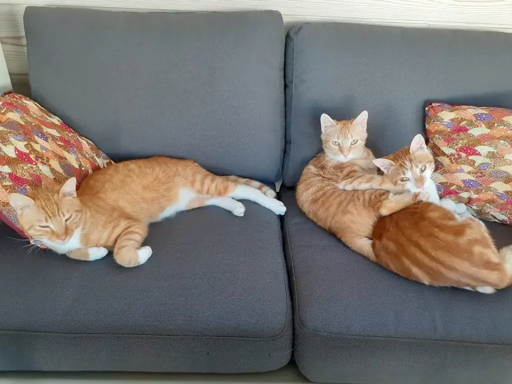 Le Henri Cat_Arques-la-Bataille_slider_image_3