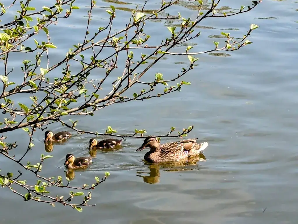 Lac d'Ardres_Ardres_slider_image_3