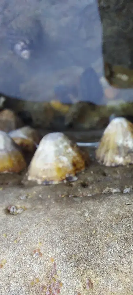 Menu_McDonald's_Audruicq_image_7