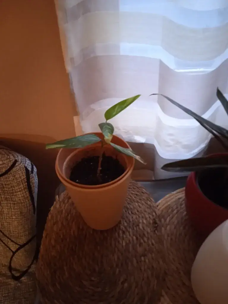 Menu_Pizzeria Au Feu de Bois_Bertry_image_4