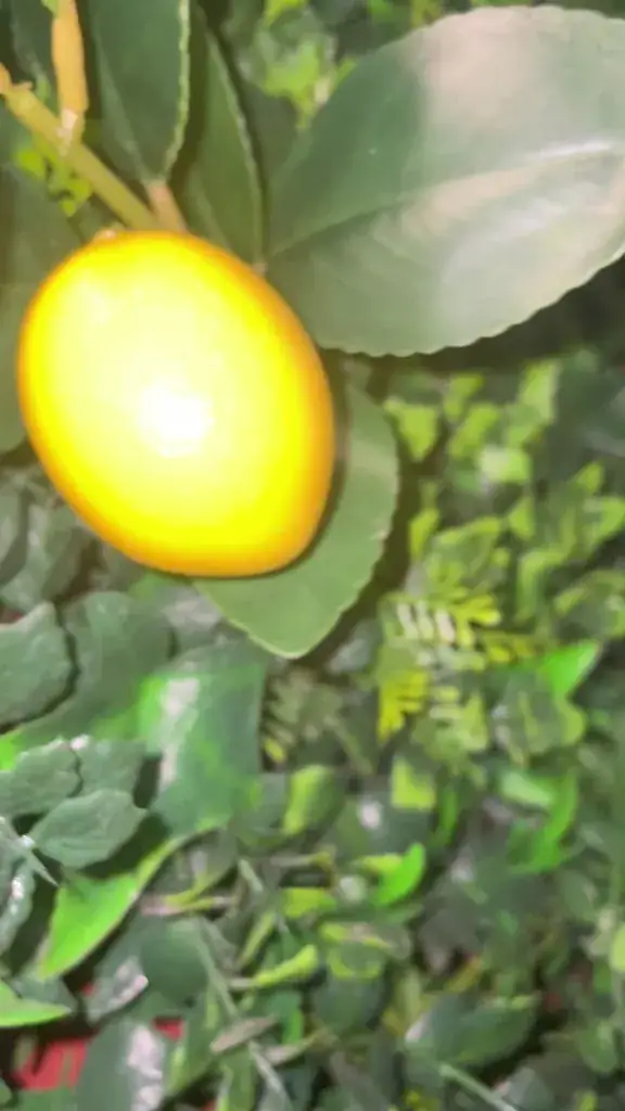 L'Orangerie Bethune_Béthune_slider_image_2