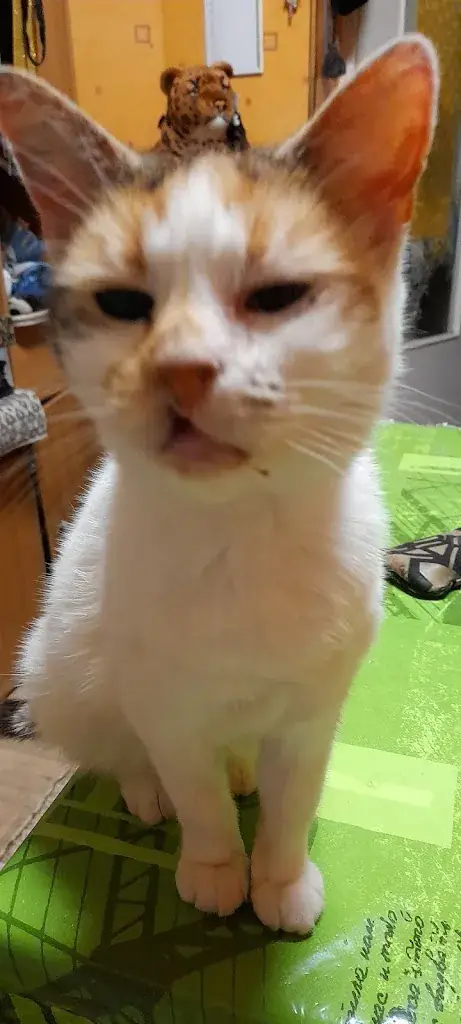 Victor Kubecki_La Mag Pizz_Calonne-Ricouart_review