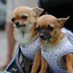 Christie chr_Le Carembault_Camphin-en-Carembault_review