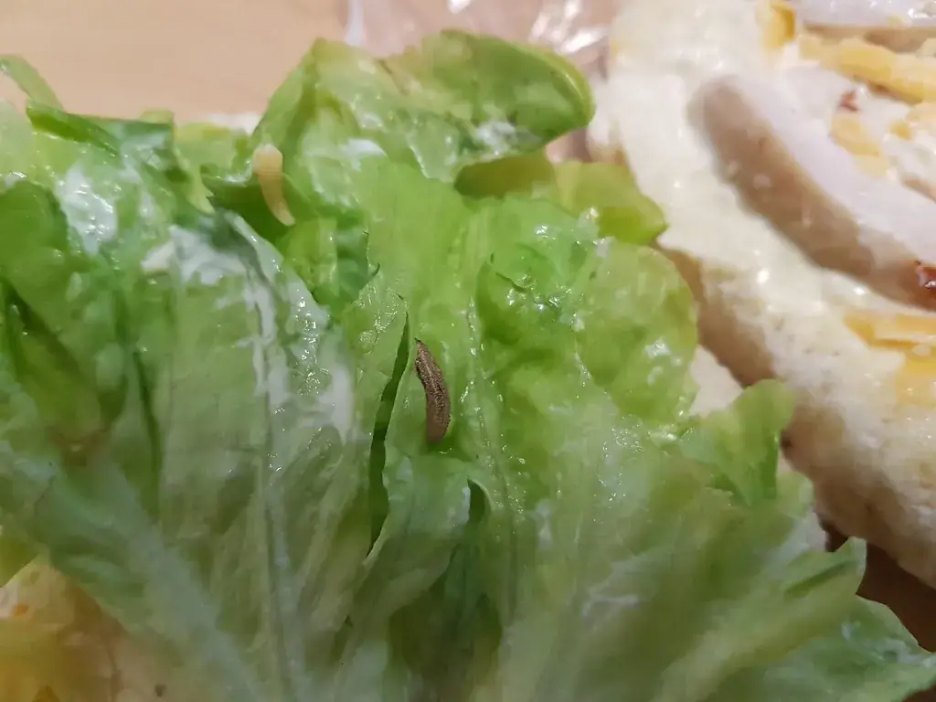 Menu_TOUT CHAUD_Faches-Thumesnil_image_2