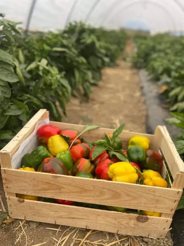 Menu_La FrAnne Microbrasserie-Pizzeria artisanale_Lecelles_image_3