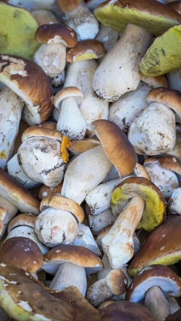 Symbiose restaurant_Saint-Bonnet-les-Oules_slider_image_2