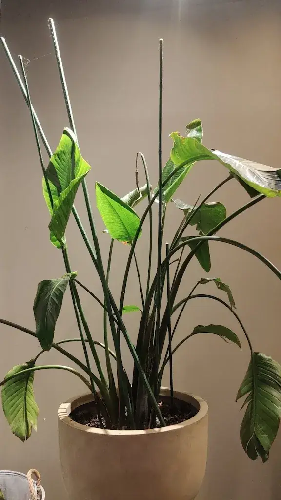 Plumange_Soho Urban Food_Petite-Forêt_review