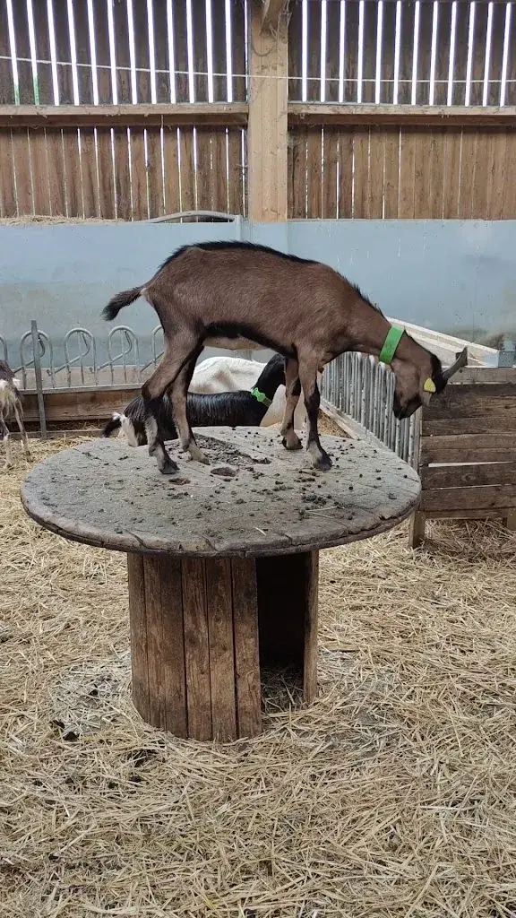 Les Chevrettes du Terril_Rieulay_slider_image_2