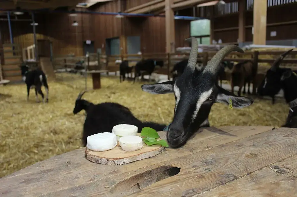 Les Chevrettes du Terril_Rieulay_slider_image_3