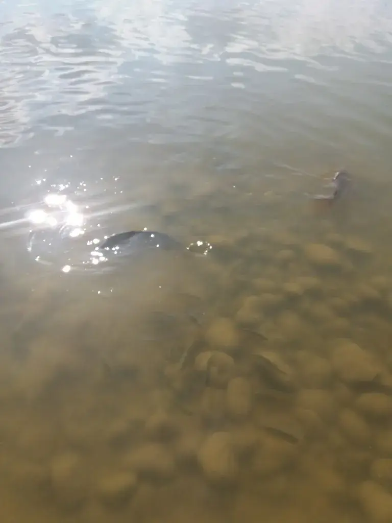 Restauration de la Baie de Somme_Sailly-Flibeaucourt_slider_image_3