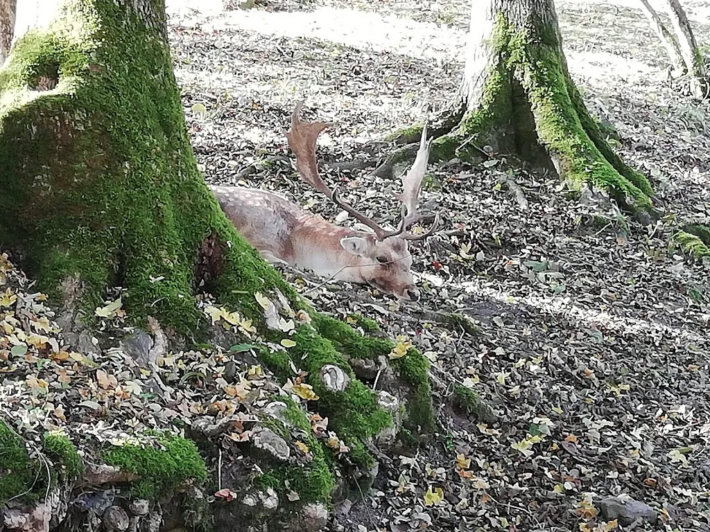 Frédéric Sanchez_Service administratif - Le Petit Pays_Andilly_review