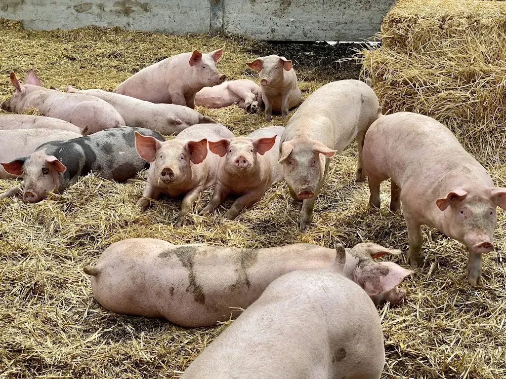 Thomas Endres_Ferme des 4 étoiles_Auffargis_Bewertung