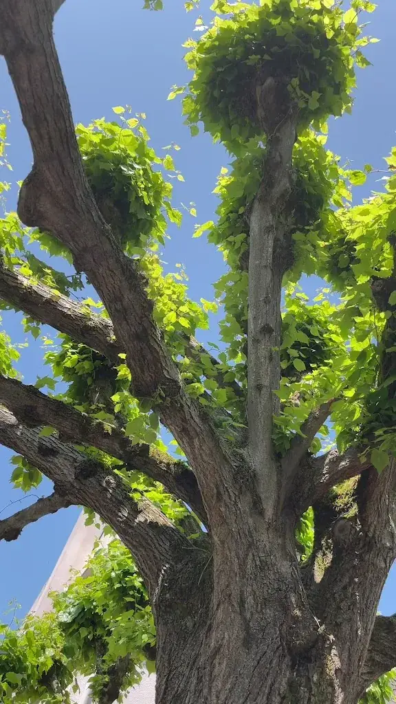 Victoria Age_L'Angelo_Barbizon_review