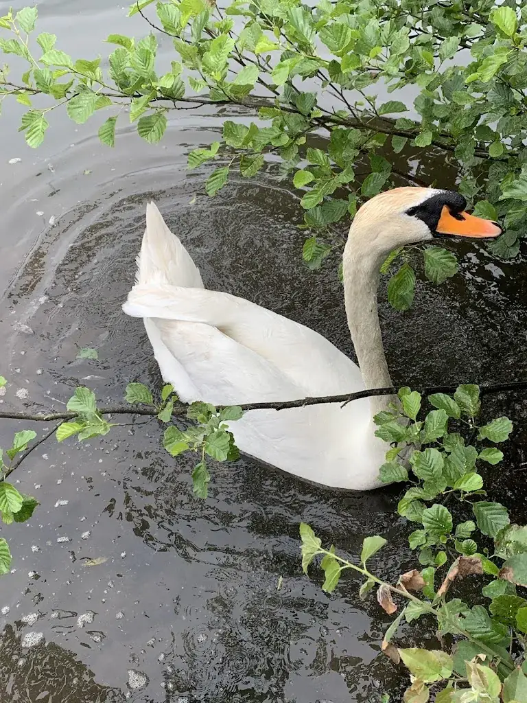 liliane rolland_L'Etang Fleuri_Vert-le-Petit_avis
