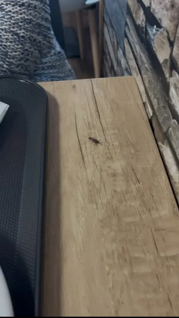 Francois_Aire de l'Allier (Doyet)_Doyet_reseña