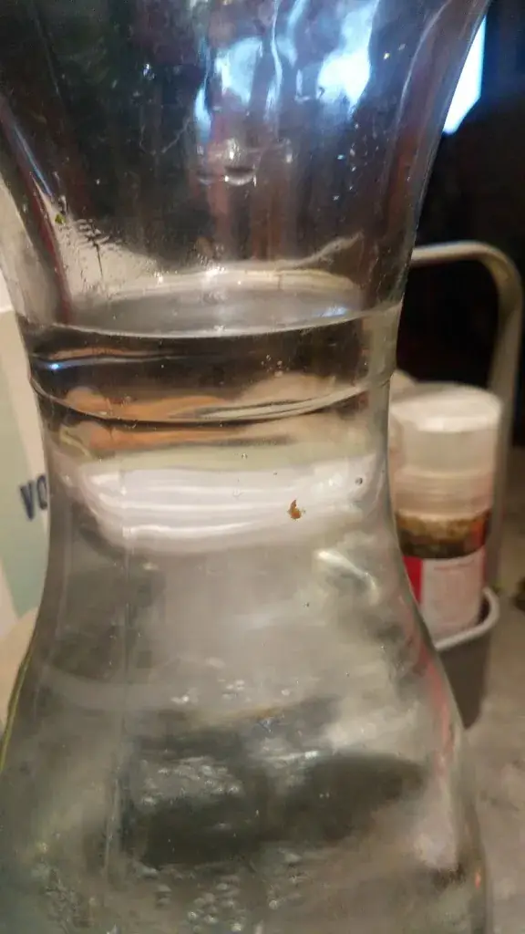 Menu_Buffalo Grill Cesson-Sévigné_Cesson-Sévigné_image_7