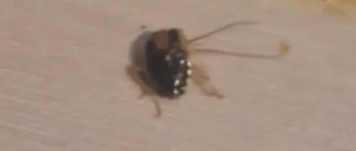 Anon_Caravana - Poulet mariné_Choisy-le-Roi_review