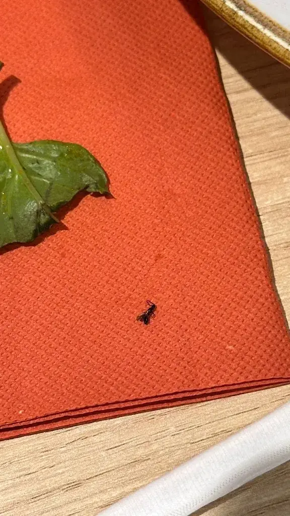 Oleksandr Kolebanov_L'Origano_Ferrières-en-Brie_review