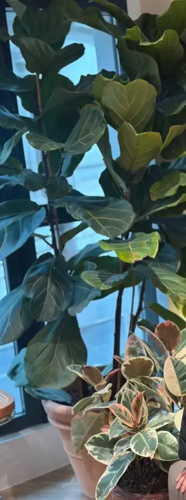 tenzin tsephel_Allo Angelo_Sannois_recensione