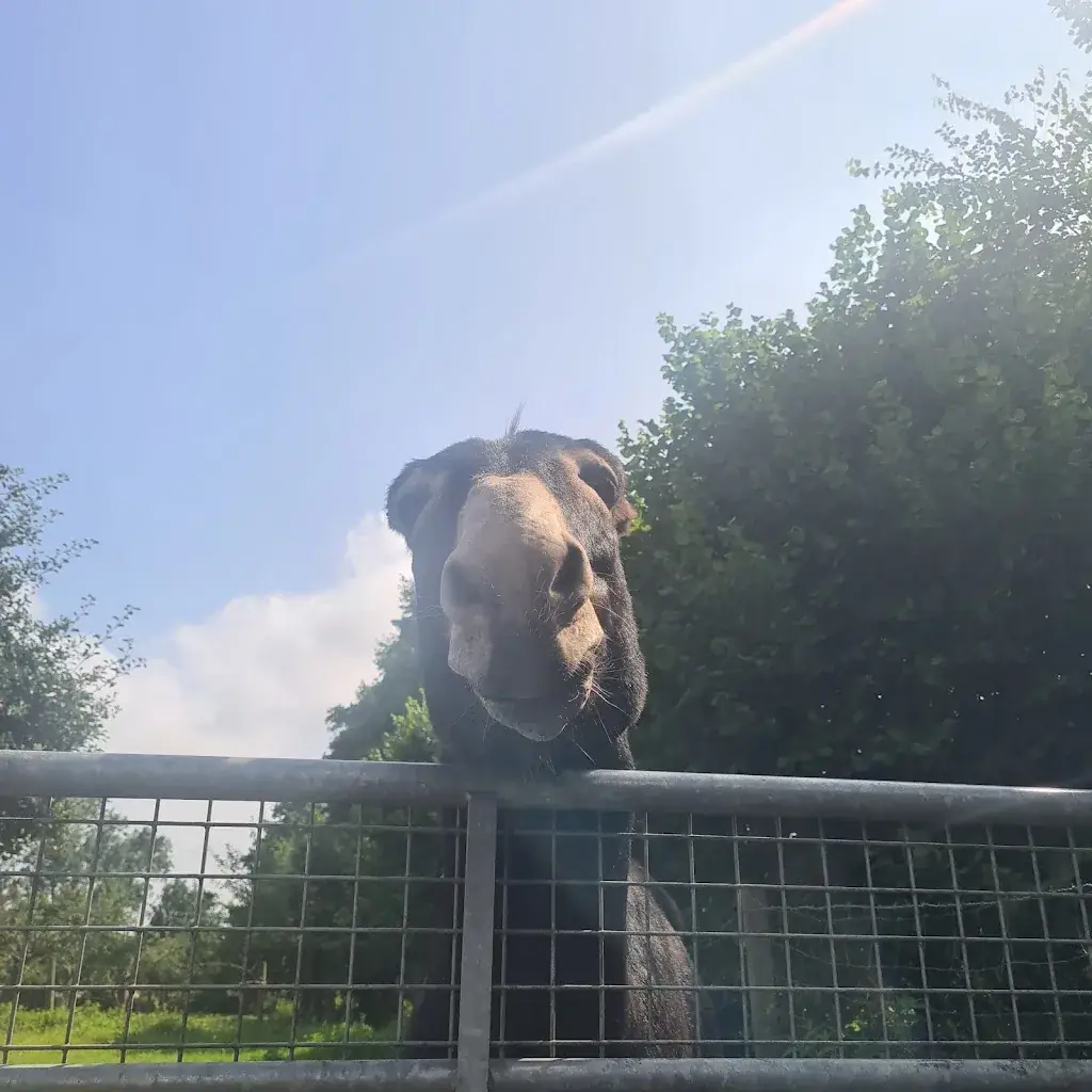 Severine Marquillie_Verger de Roncheville/parc animalier Minigolf/rôtisserie du verger_Bavent_recensione