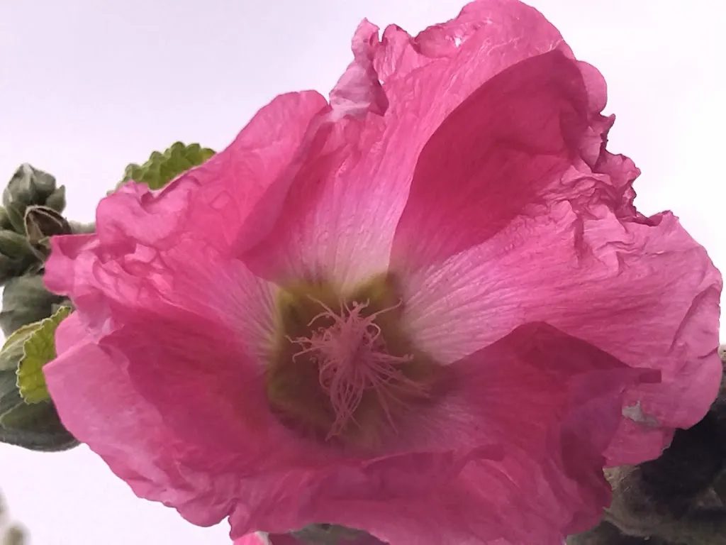 Sonia Neuville_La Mentonnaise_Côte-Saint-André_review