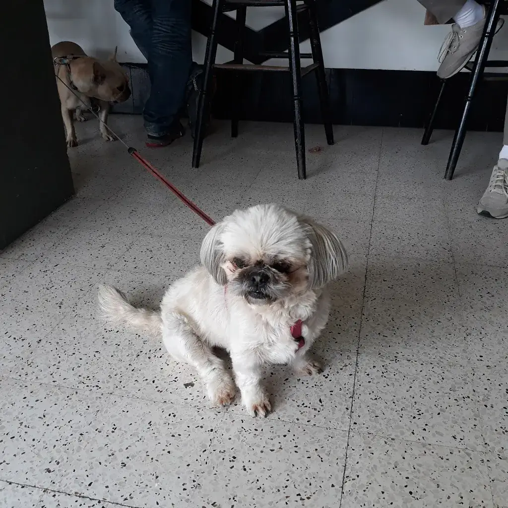 PATRICK LAGAILLONNET_Au P'tit Rocher_Petit-Caux_recensione