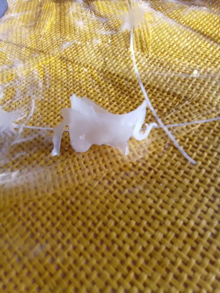 lydya jarrige_Le Bon-Bon_Bernay_review