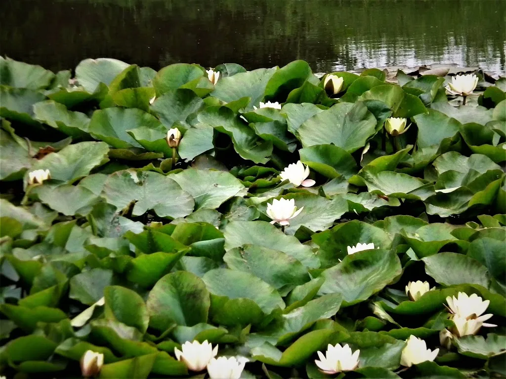 Menu_Auberge de La Mare Foulon_Barneville-sur-Seine_image_4
