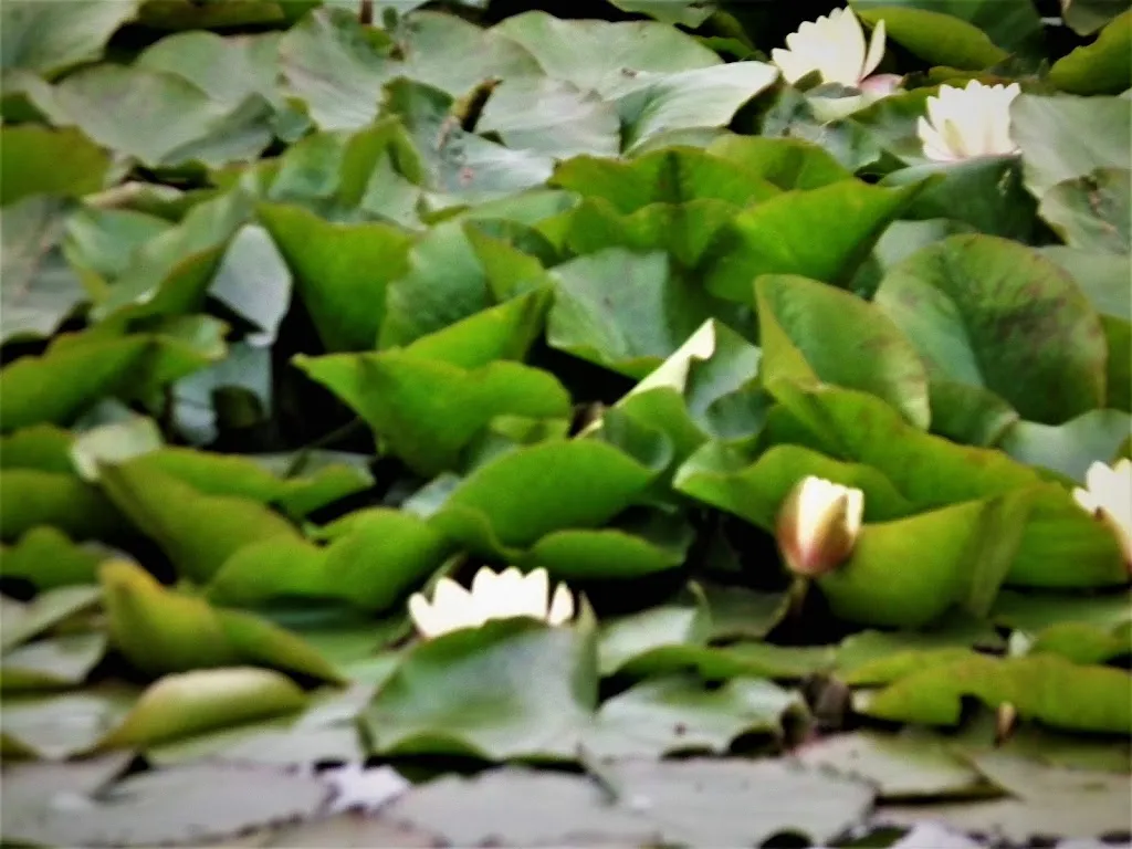 Menu_Auberge de La Mare Foulon_Barneville-sur-Seine_image_9