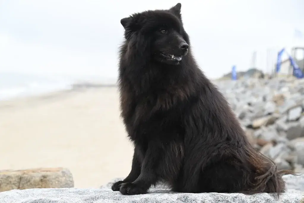 JL Élevage de la vallée du petit pré_Plage Saint-Martin-de-Bréhal_Bréhal_review