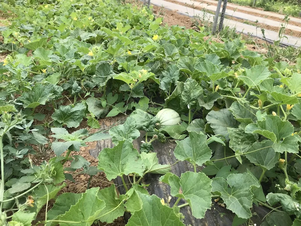 Azhar Shaheen_Cueillette de Cagny_Cagny_review