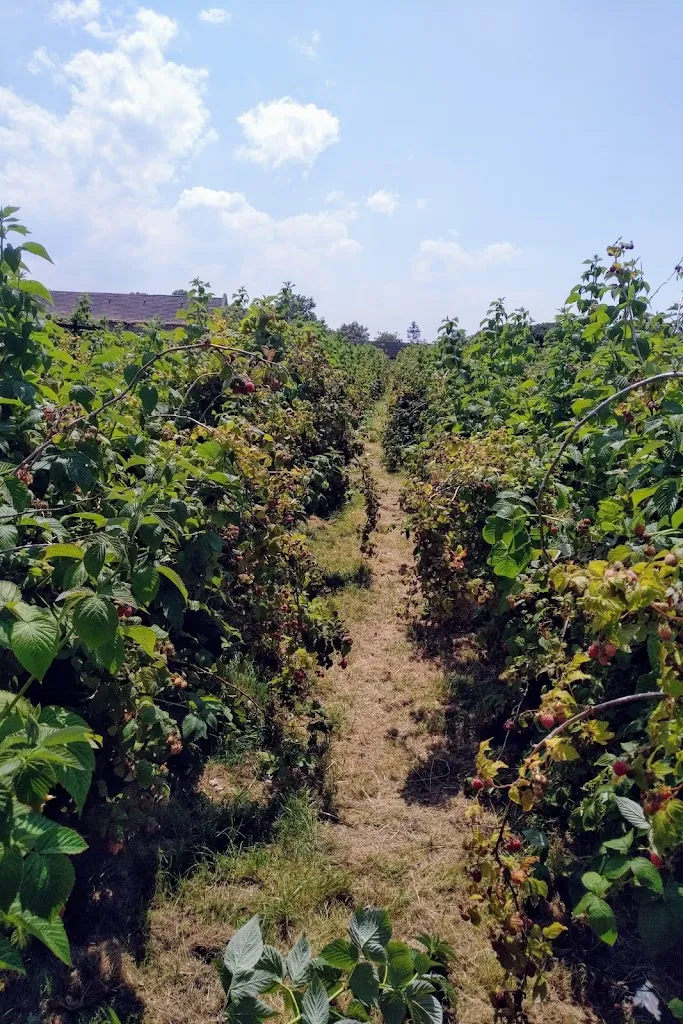 Albane Cox_Cueillette de Cagny_Cagny_review