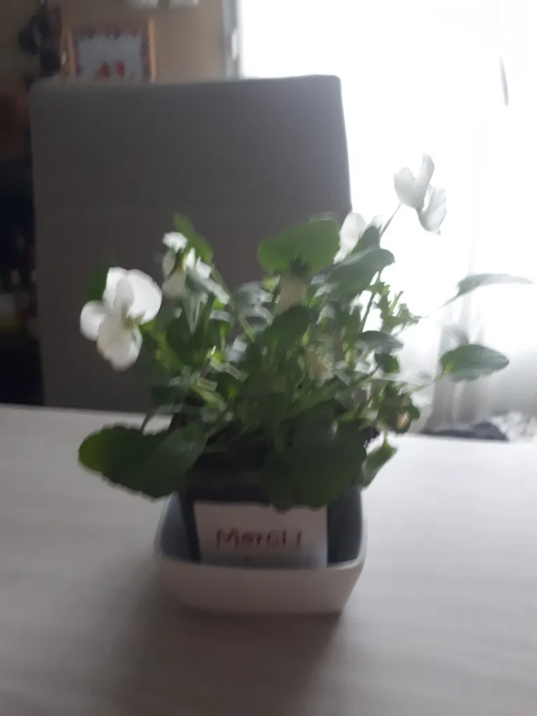 Julien Cote_ESAT IDEFHI - TRAITEUR / MARAICHER_Canteleu_review